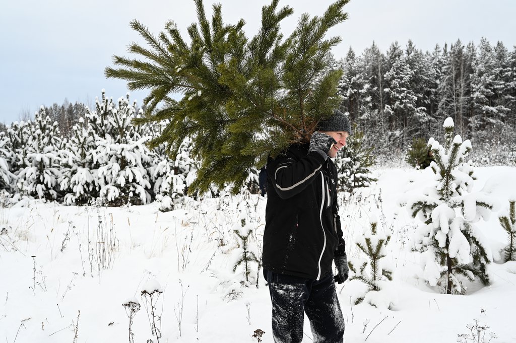 За вырубку ёлки в Казахстане предусмотрен значительный штраф