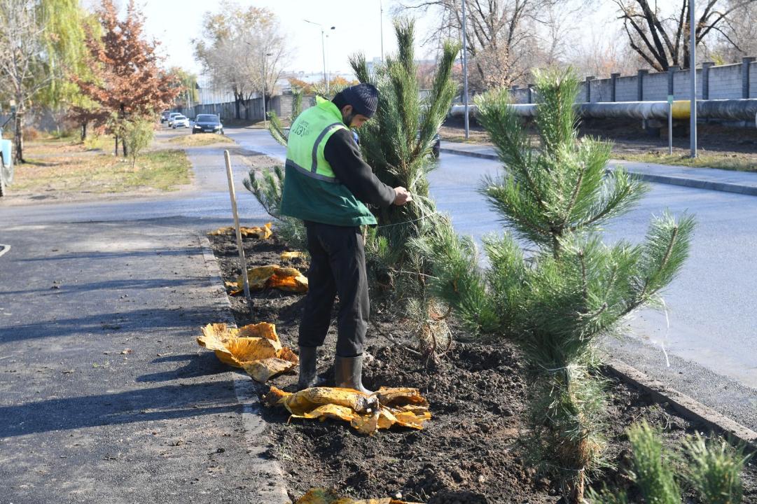 Проект трехъярусного озеленения города хочет реализовать акимат Алматы