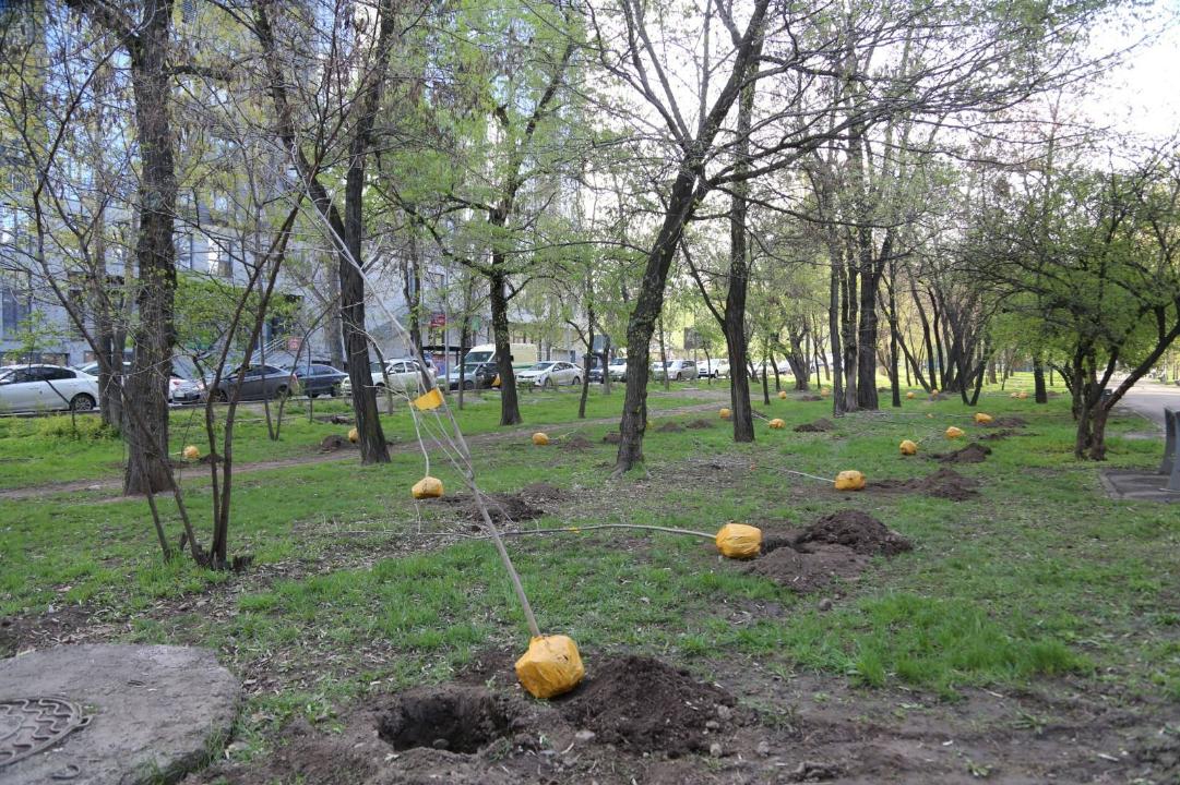 Акимат Алматы бесплатно раздаст саженцы деревьев