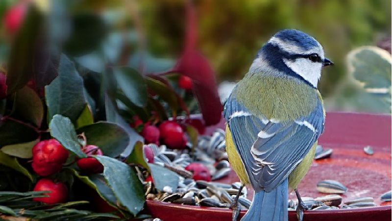 Кормить животных и не лениться: приметы в день Стефана Чудотворца