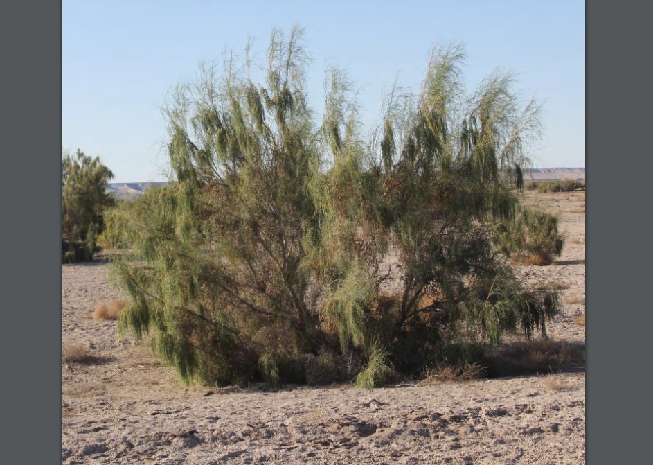 На дне Арала хотят создавать пастбища
