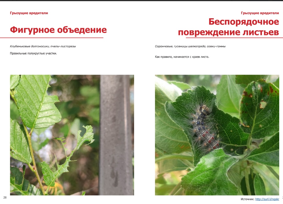 скрин.jpg