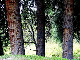 О судьбе уникальных лесов Заилийского Алатау: папам – елки, а детям – палки? 