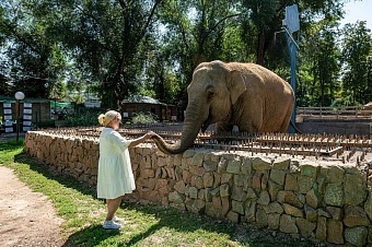 Что едят алматинские слоны и кто делает им педикюр