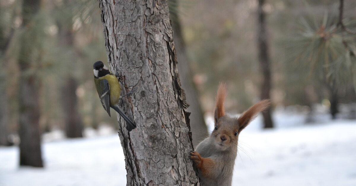 «Белкотерапия» по-алматински: почему важно кормить птиц и белок