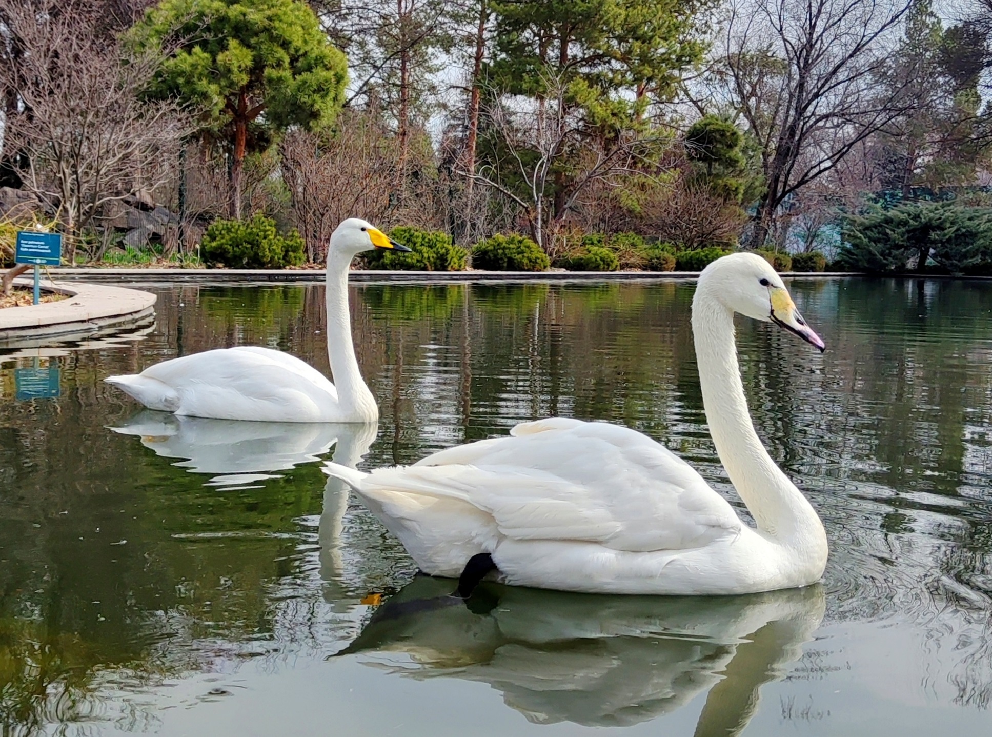 Ботсад вернул лебедей и перешел на новый график работы