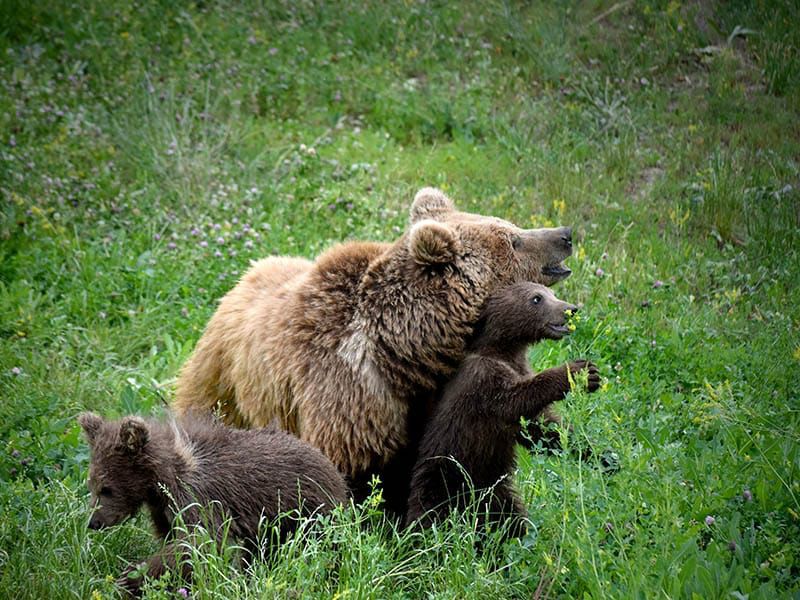 Зоопарк Алматы установил исторический рекорд