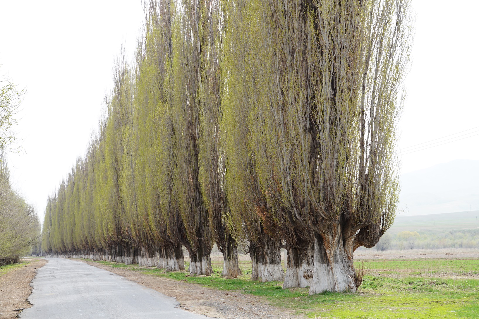 Алматы – город тополей. Уже о прошлом? 