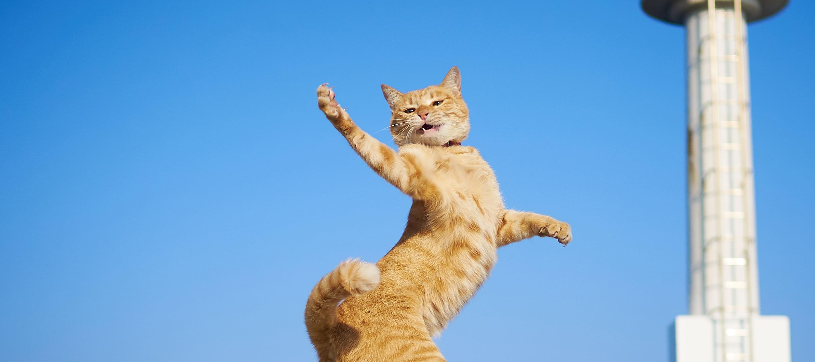 День кошек: 25 удивительных фактов об этих животных