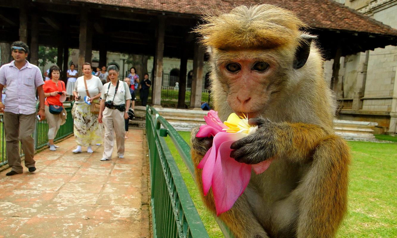 Первобытная гармония Шри-Ланки: рай для всех сущих 