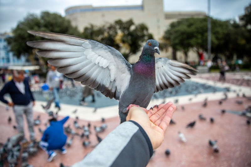 Как полицейские спасли голубя и замерзающего мужчину