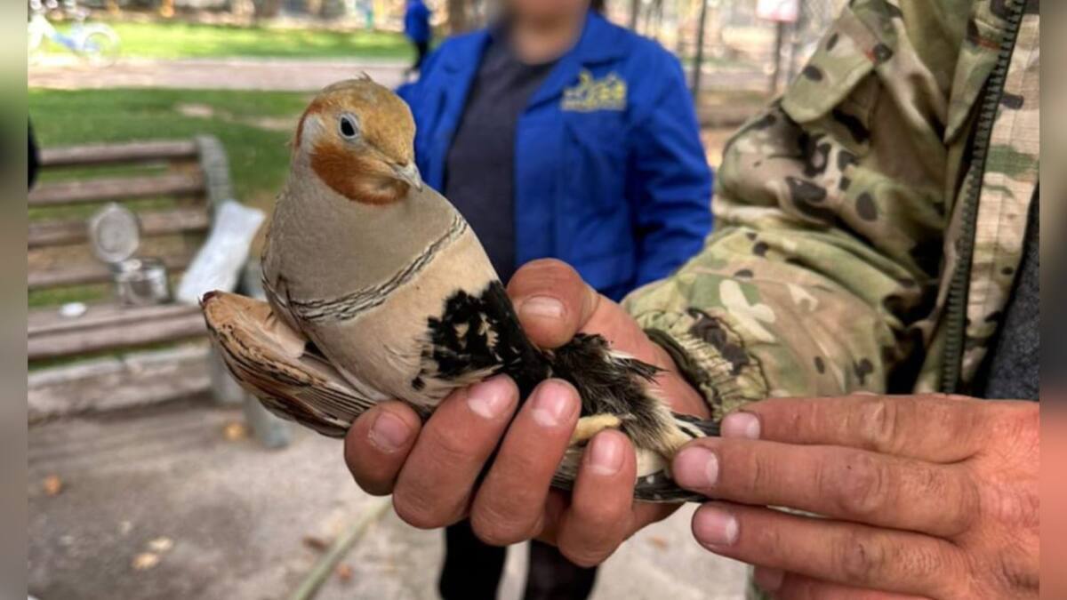 Полицейские изъяли у шымкентца 10 краснокнижных птиц