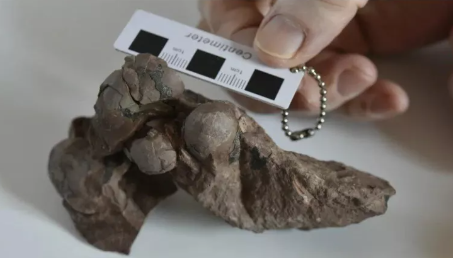 Найдено самое маленькое в мире яйцо динозавра 