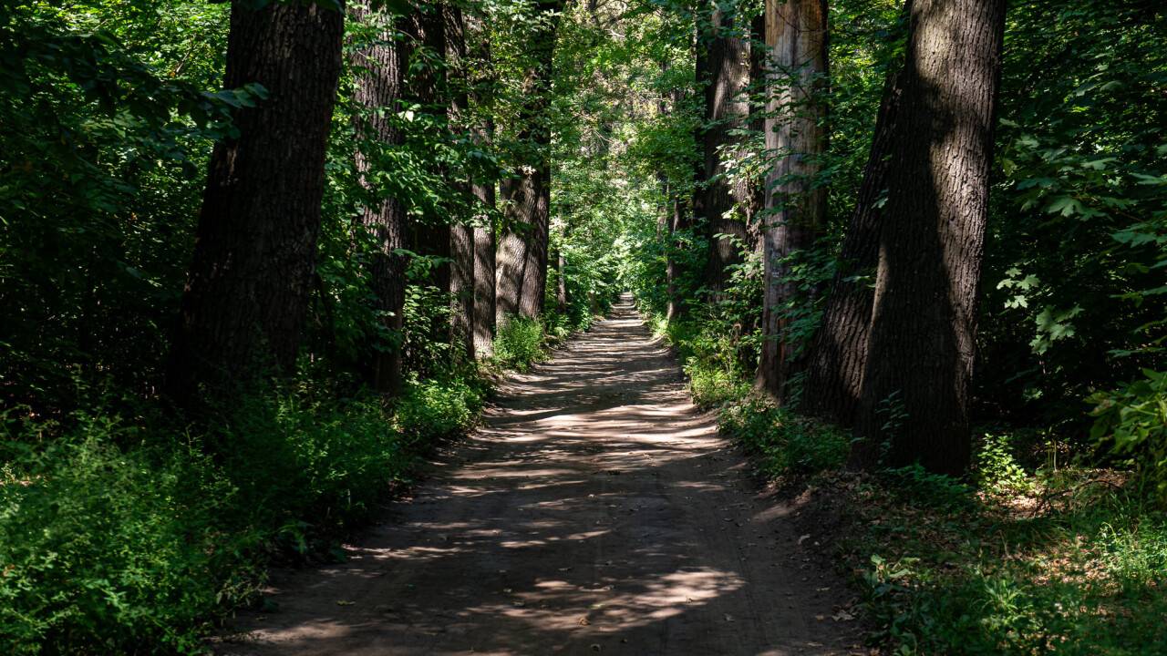 Тайны рощи Баума: пугающие мифы и реальные истории