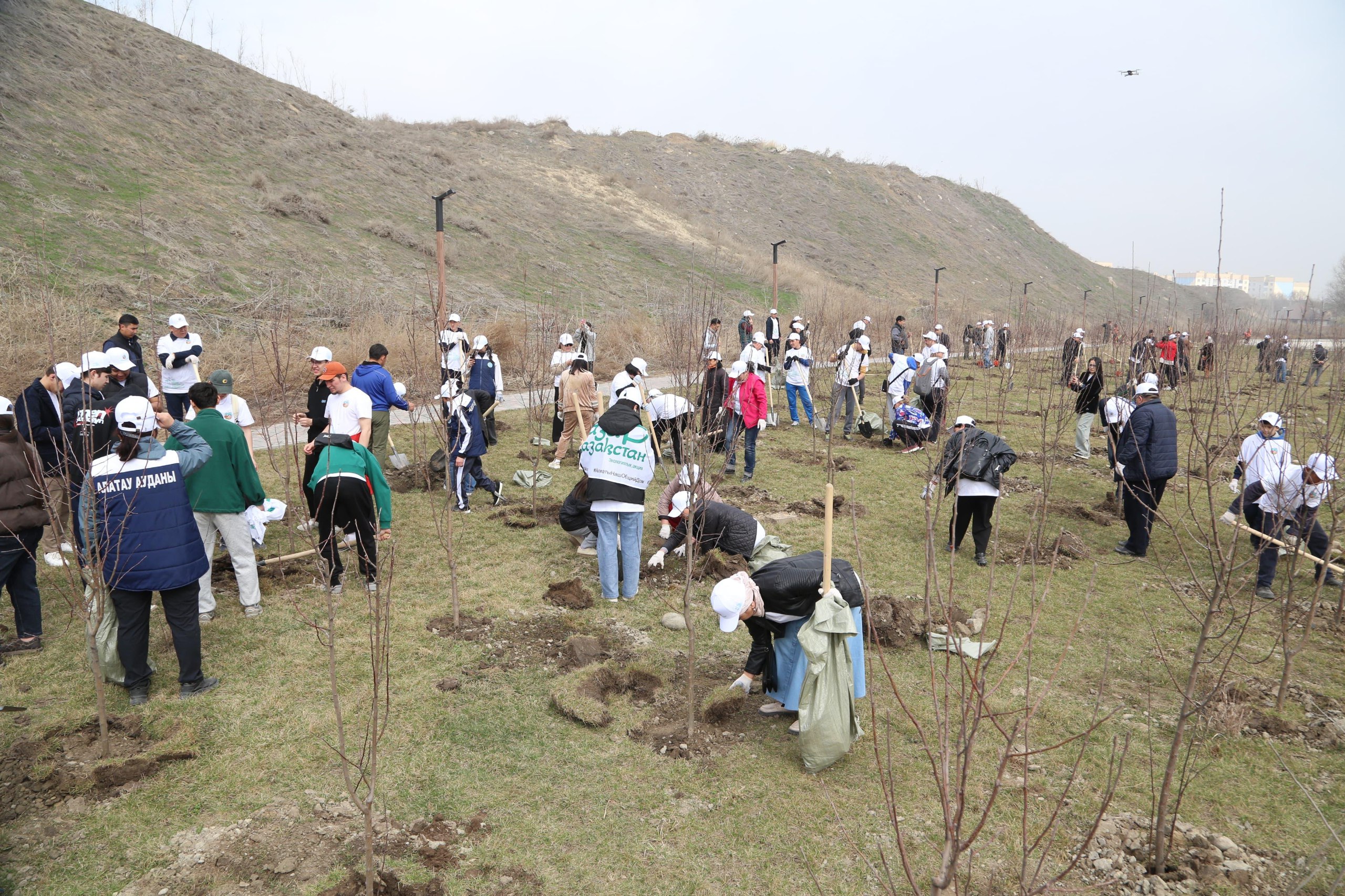 Экоакция «Almaty Clean & Green»: высажены более 10 тыс деревьев и кустарников Экоакция «Almaty Clean & Green»: высажены более 10 тыс деревьев и кустарников