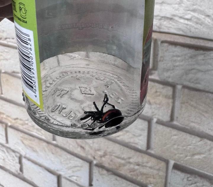 Алматинцы находят пауков, похожих на каракуртов: стоит ли бояться? 