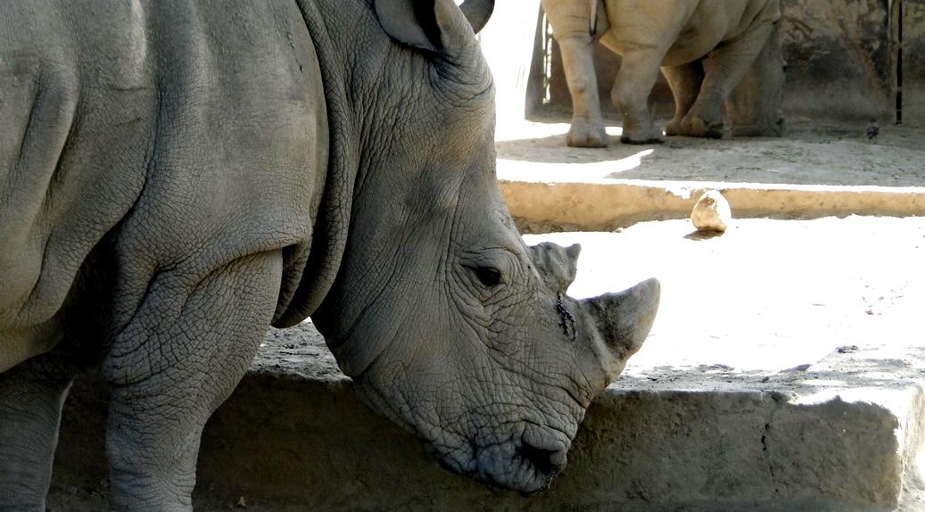 Невольные звери: нужно ли сокрушаться о «потерявших свободу» обитателях зоопарков? 