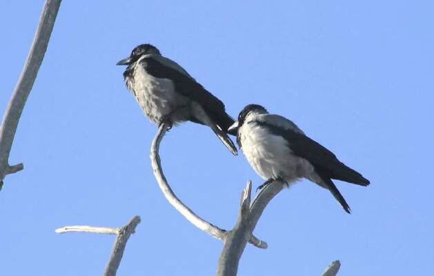 Говорящие майны и пернатый флейтист: каких птиц можно увидеть в зимнем Алматы?