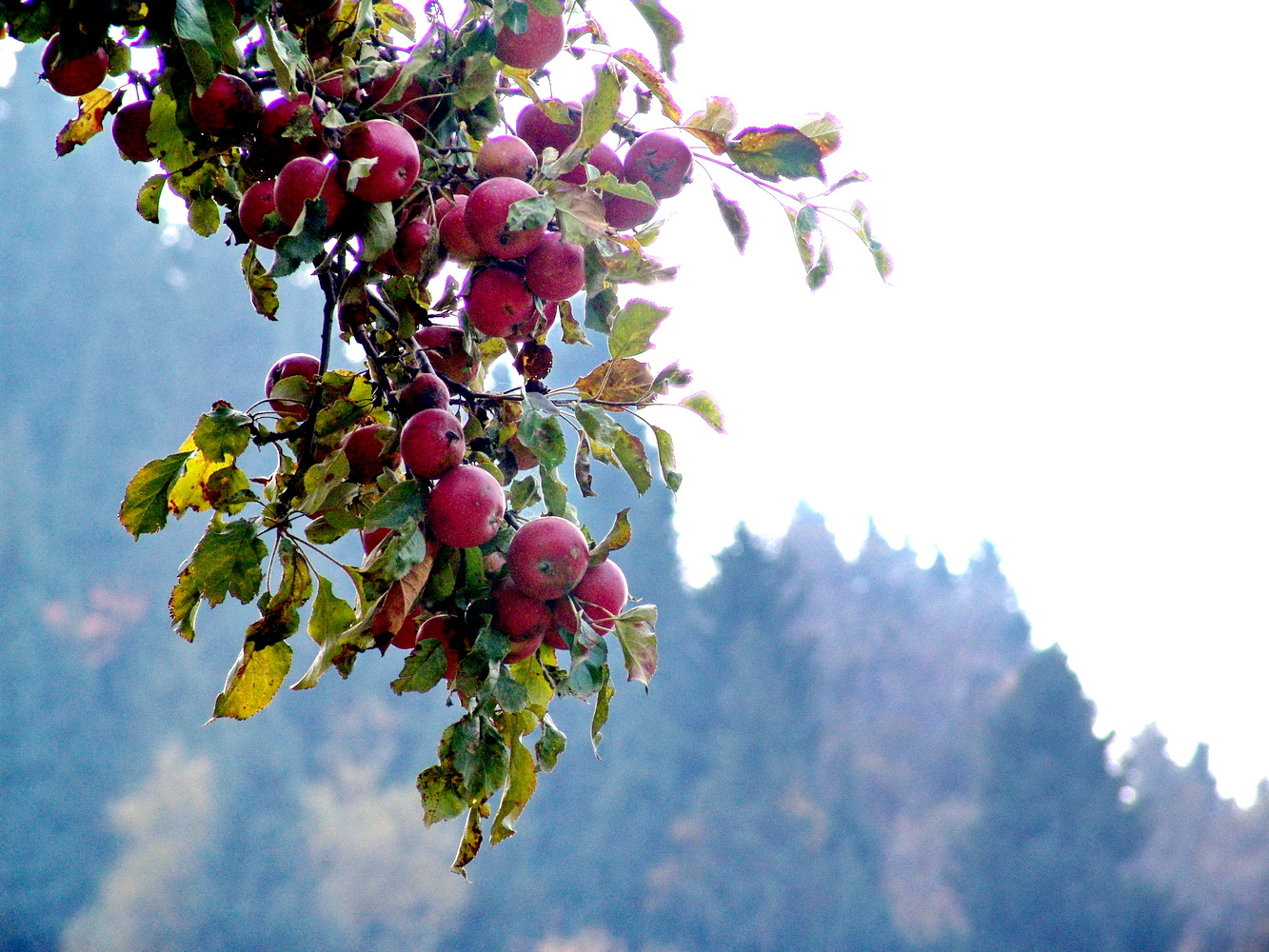 Алматы или Алмату? По дебрям ономастики в поисках Яблочной Горы 