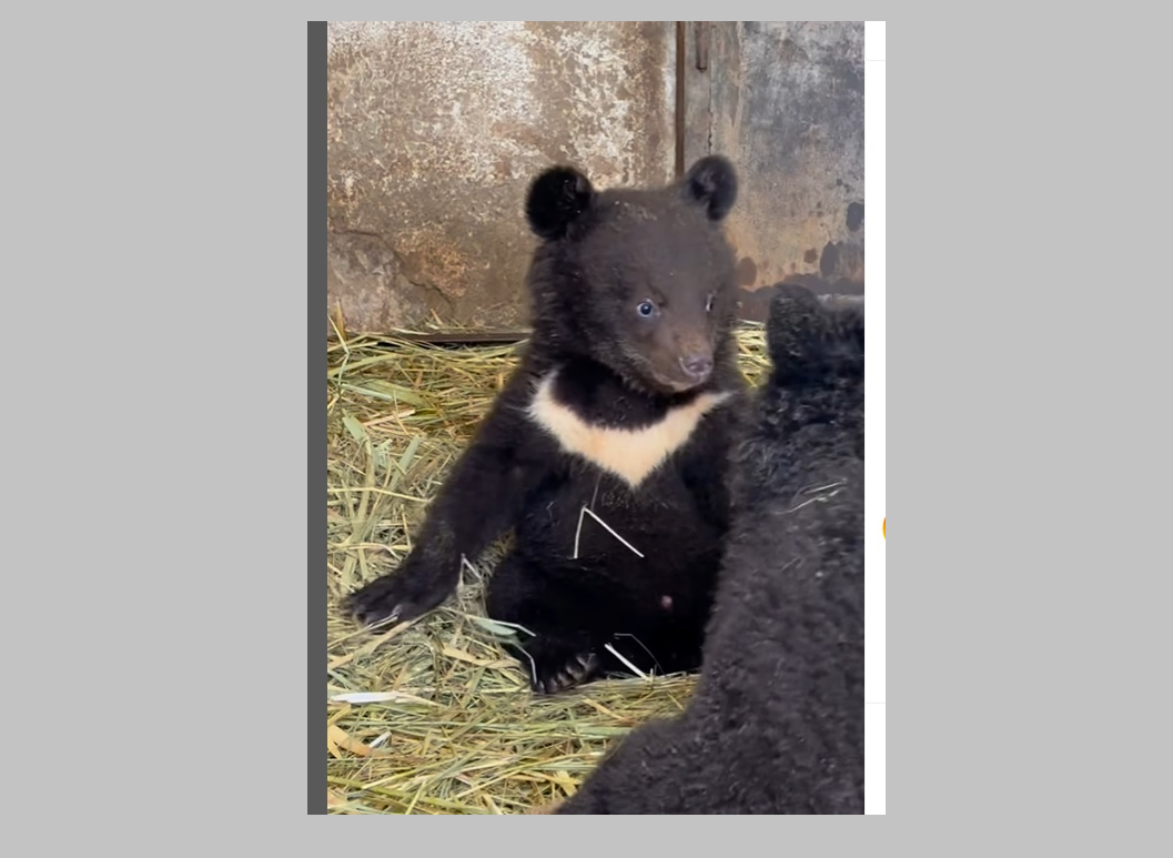 Касымом и Жомартом предлагают назвать медвежат Алматинского зоопарка