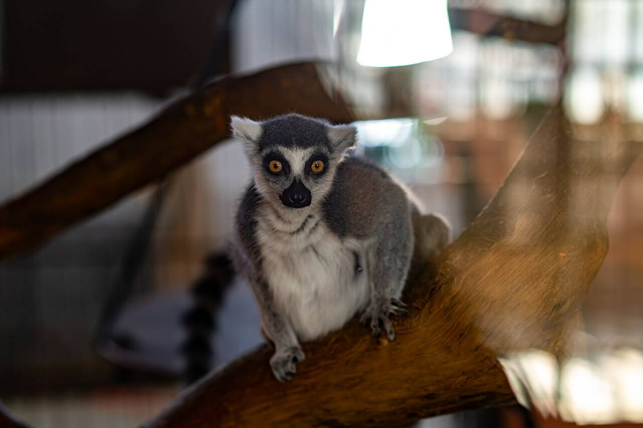 Обезьяны, кенгуру и бегемоты. Как они переносят зиму и в каких условиях живут в зоопарке Алматы