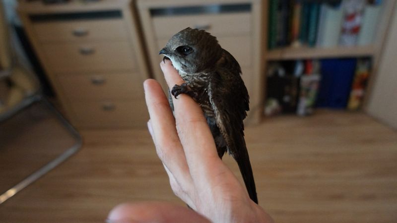 Сезон падения стрижей в Алматы: как спасти оказавшихся на земле птиц