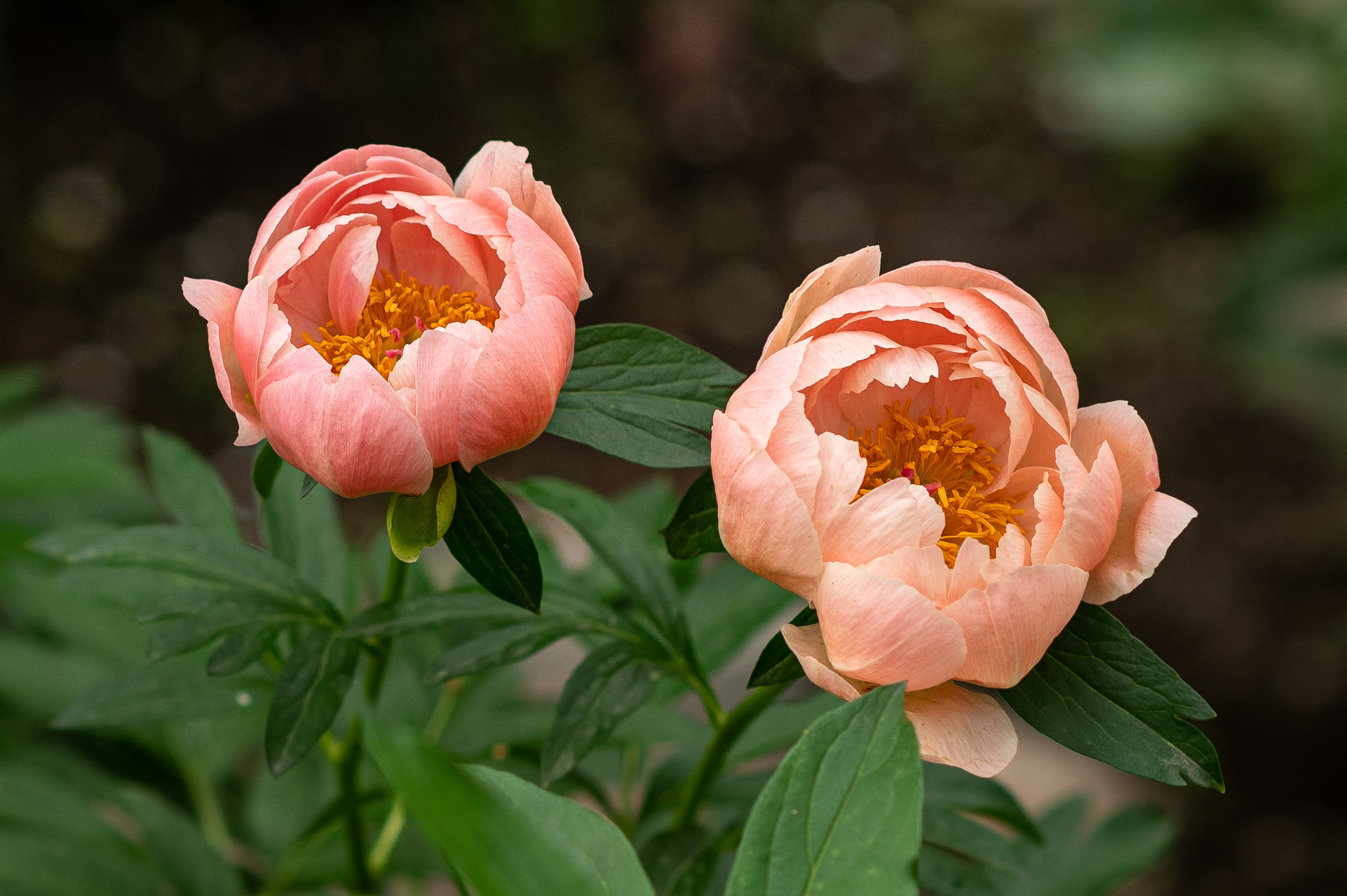 Цветочная феерия