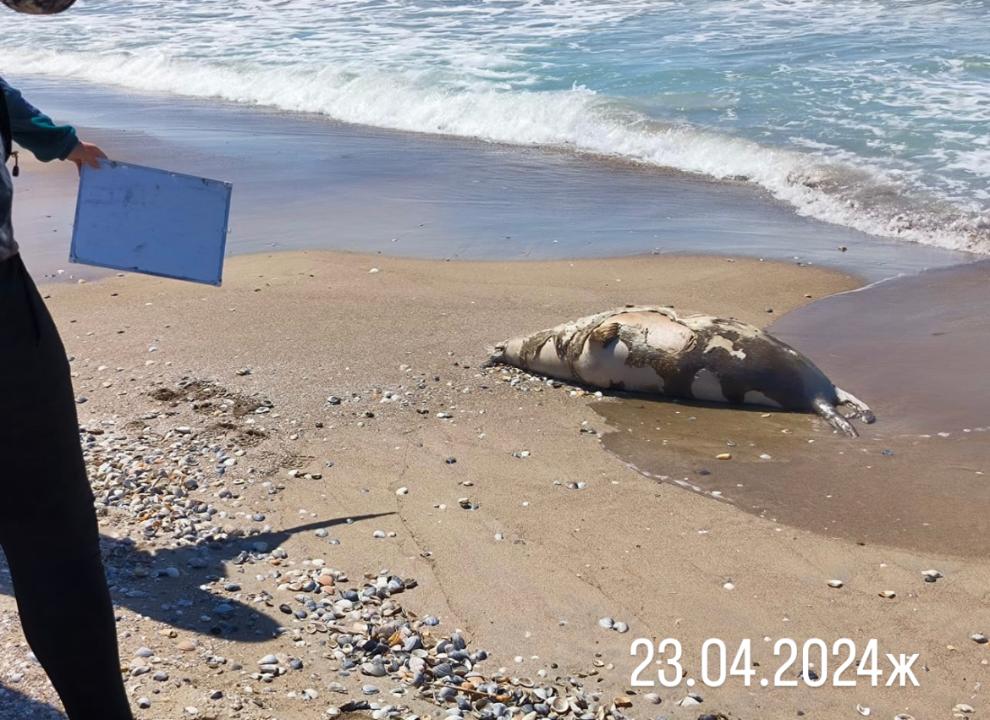 На берегу Каспия снова нашли туши тюленей