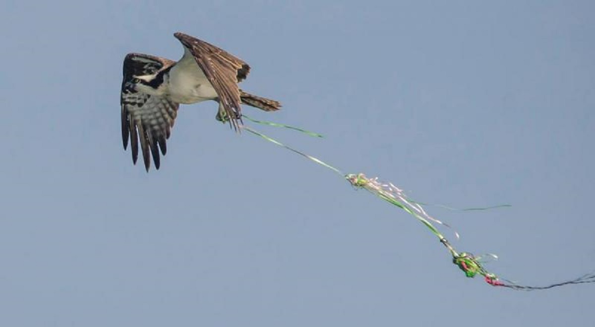 Волонтеры в Актау просят не запускать шары на выпускные