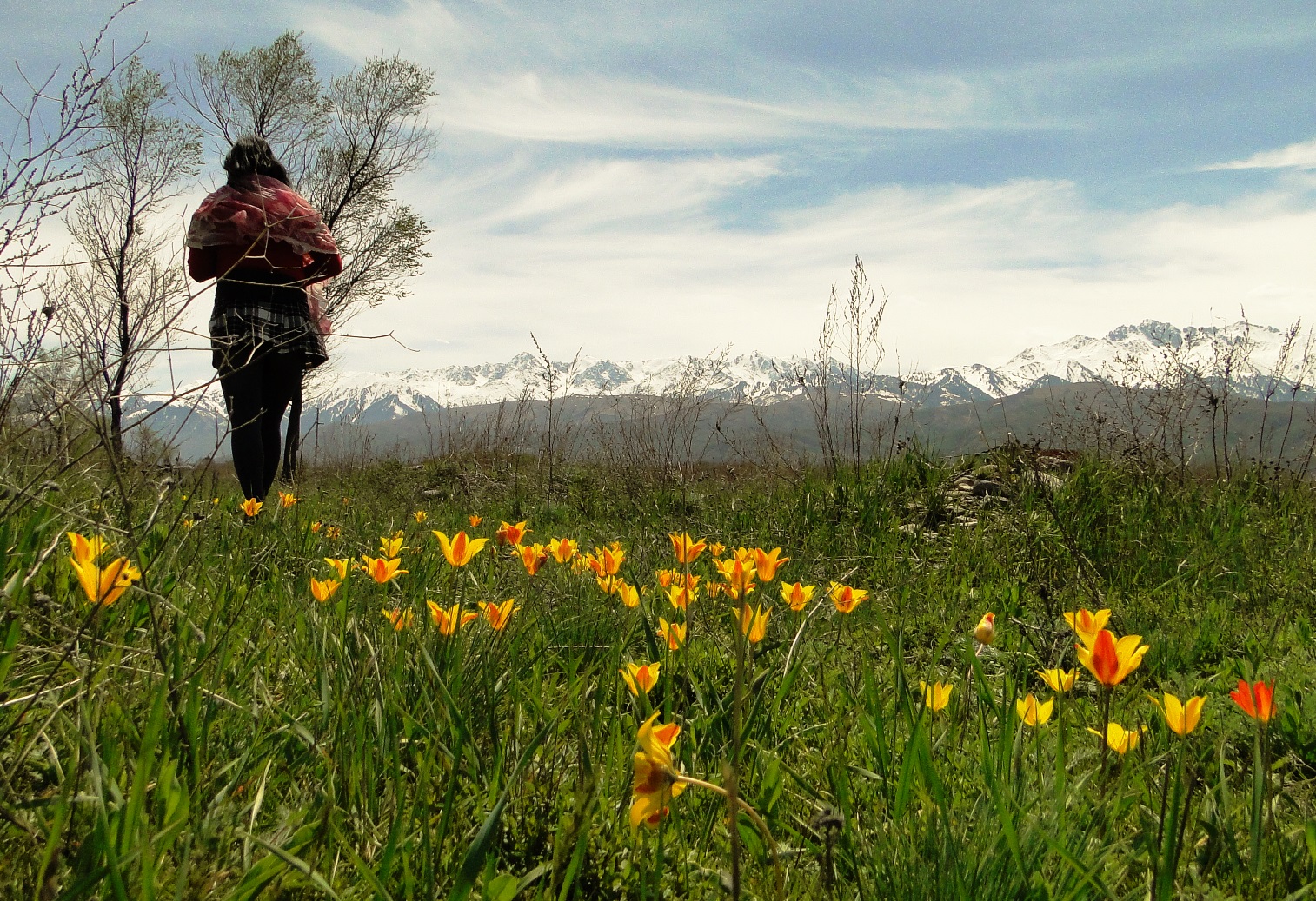 Родина тюльпанов – степи Казахстана, а праздник – в Стамбуле. Почему? 