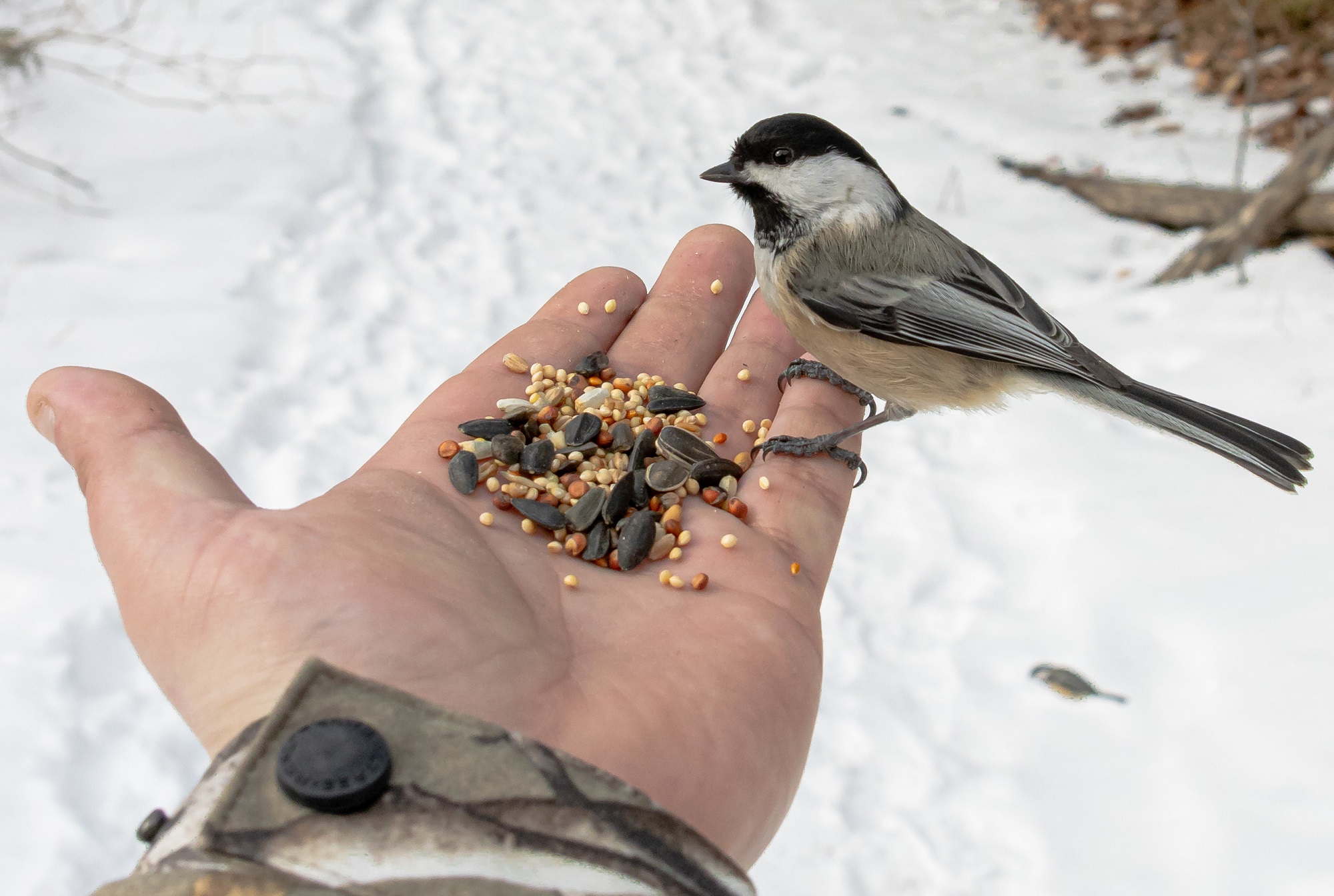 Одна синичка из 10 доживет до весны – алматинский Ботсад просит о помощи