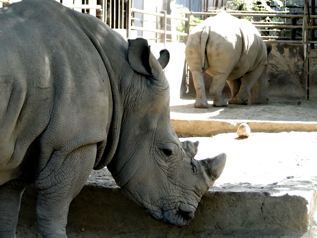 Невольные звери: нужно ли сокрушаться о «потерявших свободу» обитателях зоопарков? 