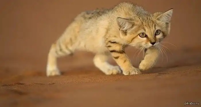 Редкого хищника «поймала» фотоловушка в Мангистауской области