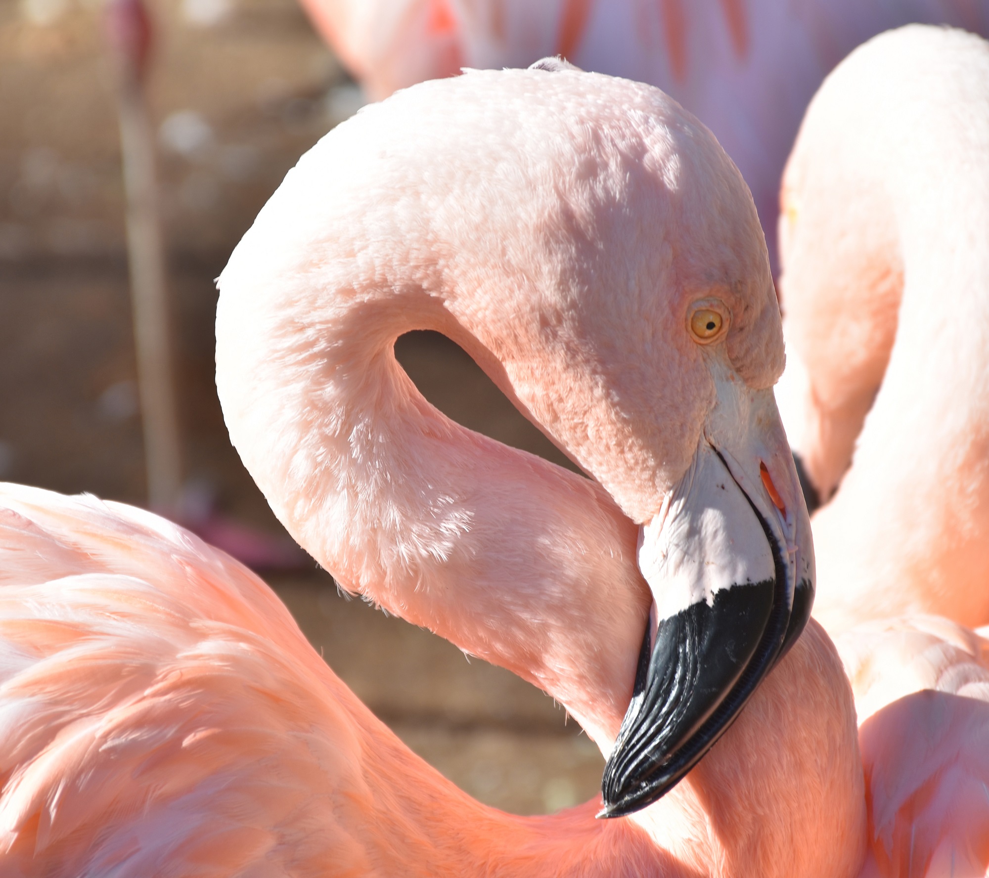 Спасенных в Актау птенцов фламинго примет Алматинский зоопарк