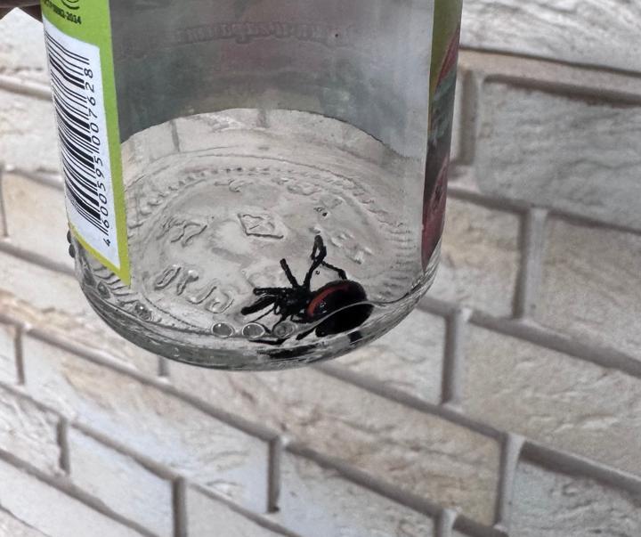 Алматинцы находят пауков, похожих на каракуртов: стоит ли бояться? 