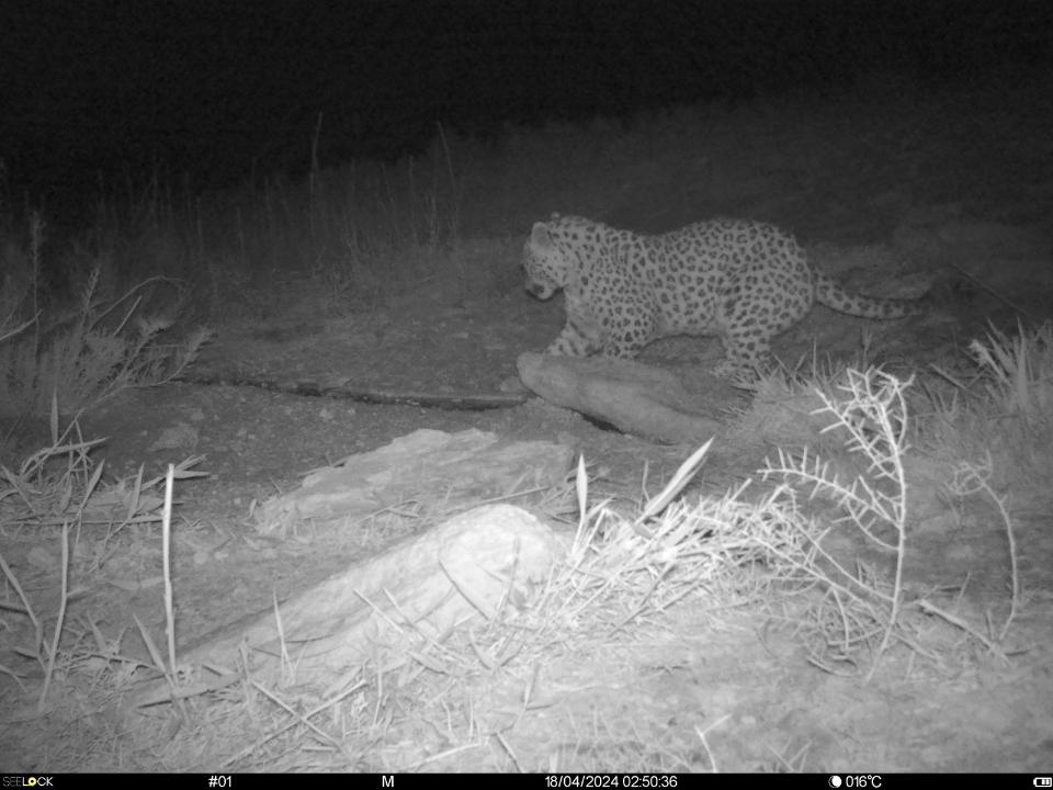 Краснокнижный хищник попал в фотоловушку Устюртского заповедника