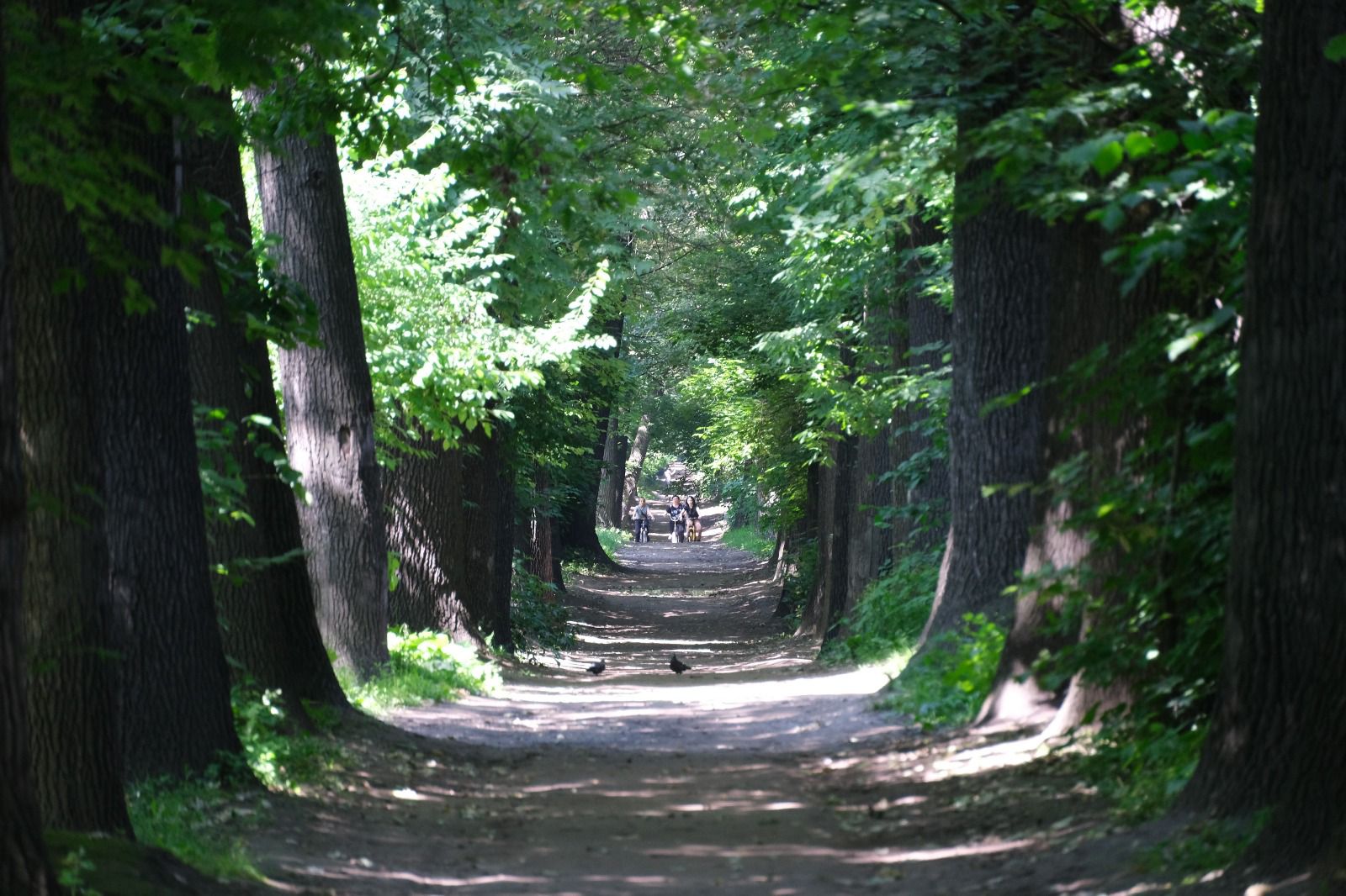 Акимат Алматы назвал объемы вырубки деревьев в роще Баума