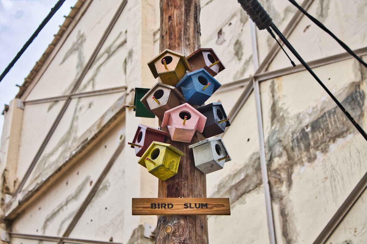 В Ботсаду Астаны будут строить скворечники вместе с известным хоккеистом