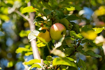 Алматының алма бақтарын қалай сақтап қалуға болады