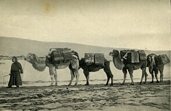  Верблюд: чем он был для казахов и Великой Степи 