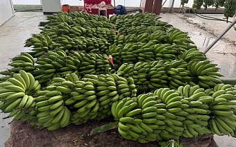 В Туркестанской области собрали урожай бананов