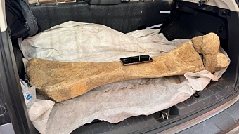 Огромную кость мамонта нашли на севере Казахстана 