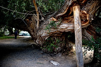 Фальшивые патриархи Казахстана. Почему не следует верить всему, что рассказывают туристам 