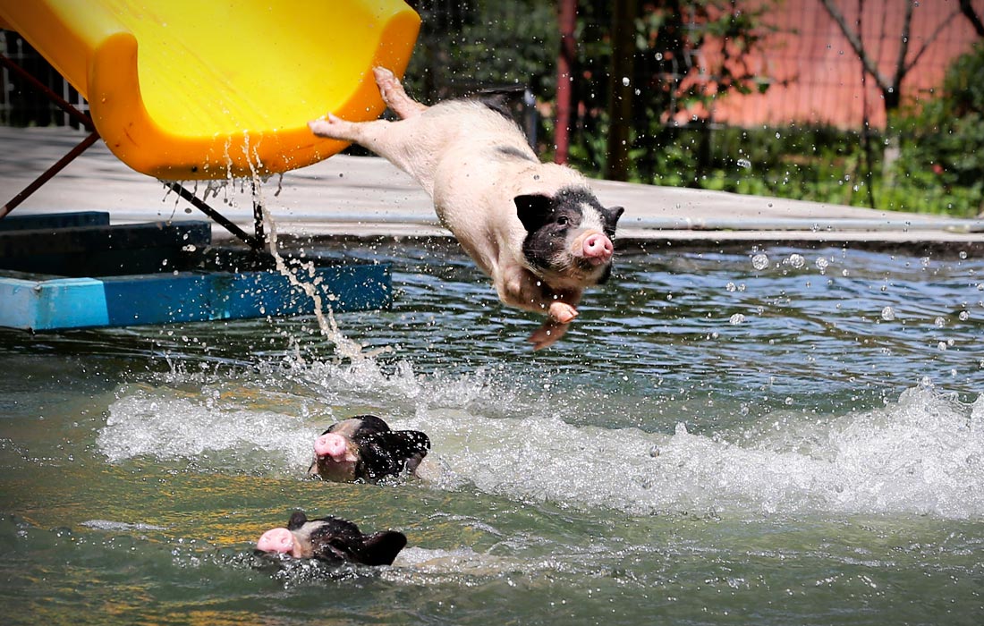 необычная выставка